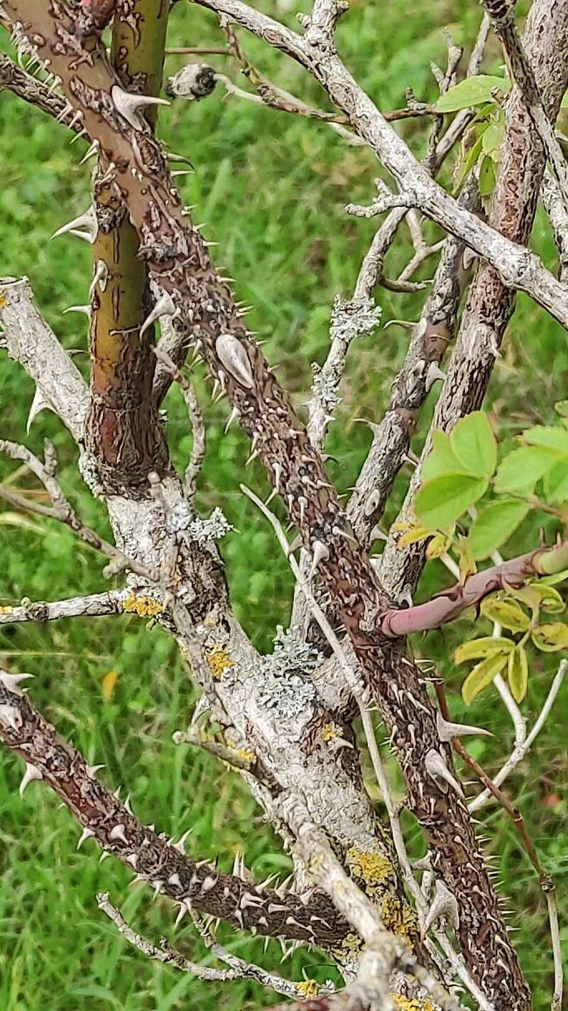 Rosa caryophyllacea bark