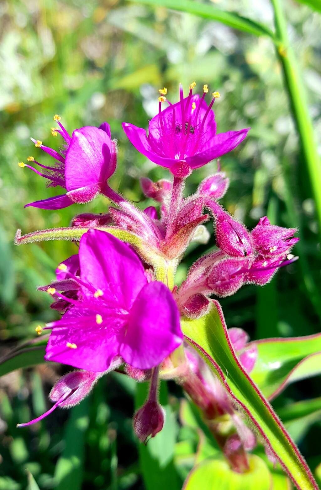 Tradescantia boliviana flower