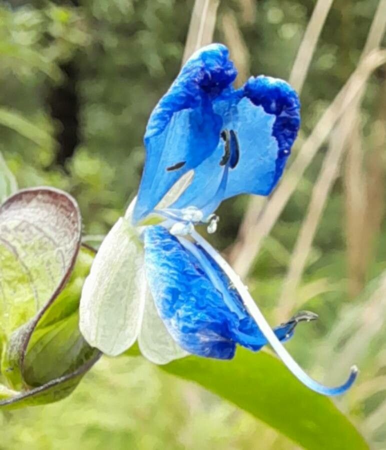 Commelina tuberosa flower