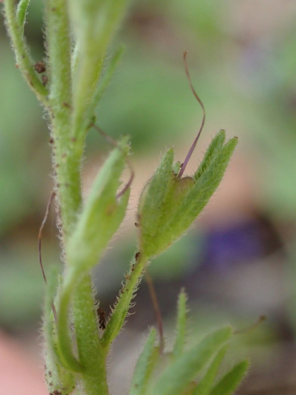 Veronica orsiniana fruit