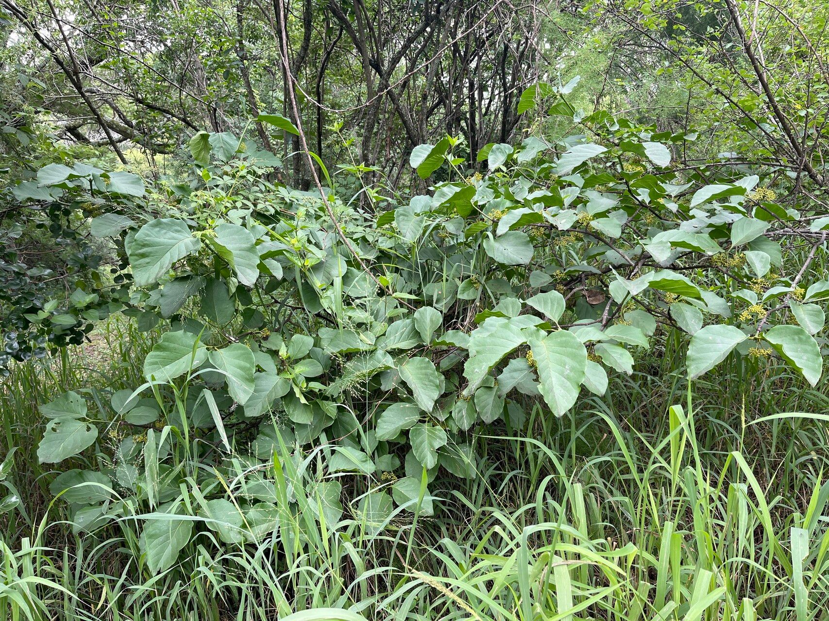 Afrocanthium lactescens habit