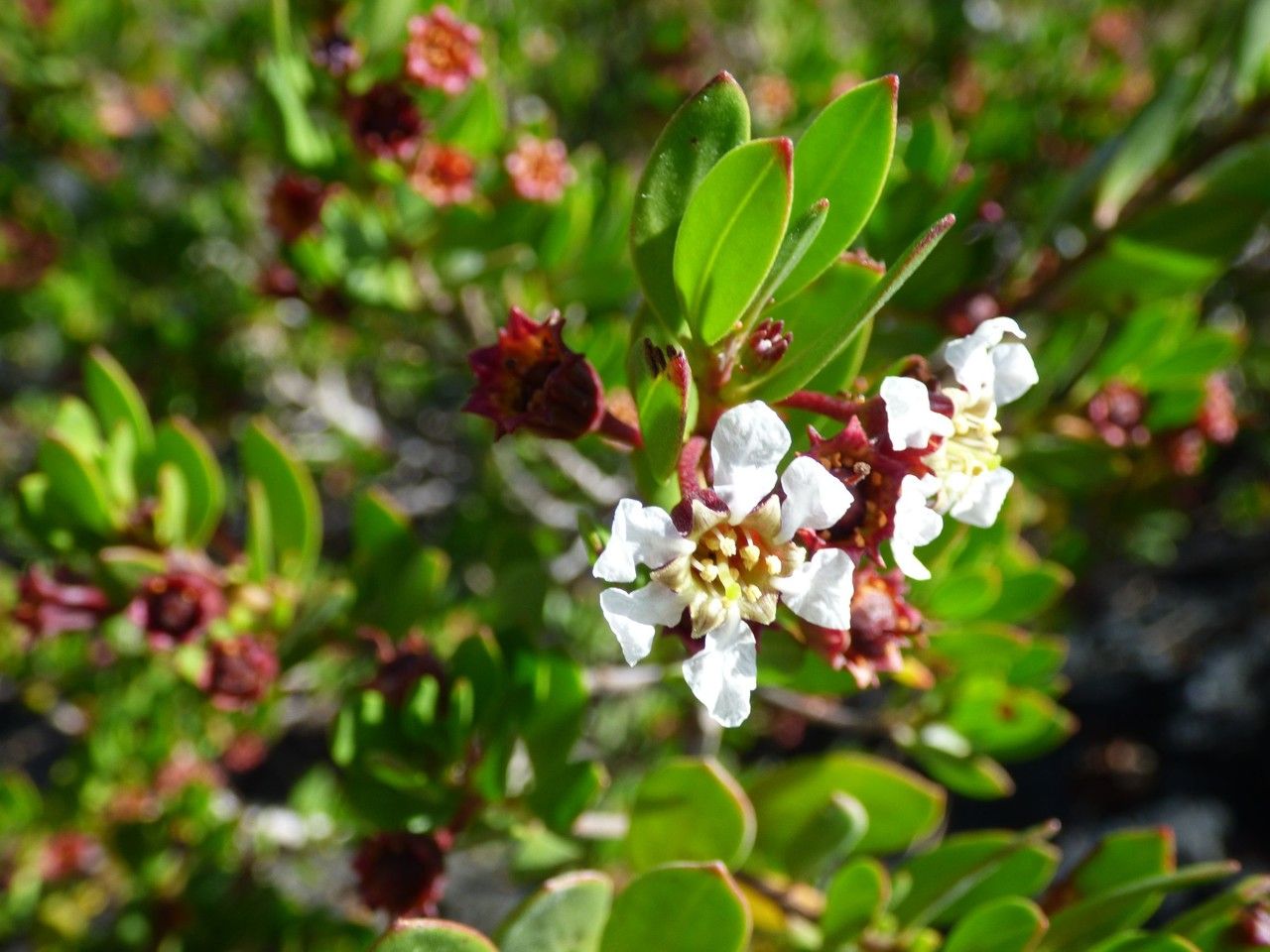Pemphis acidula flower