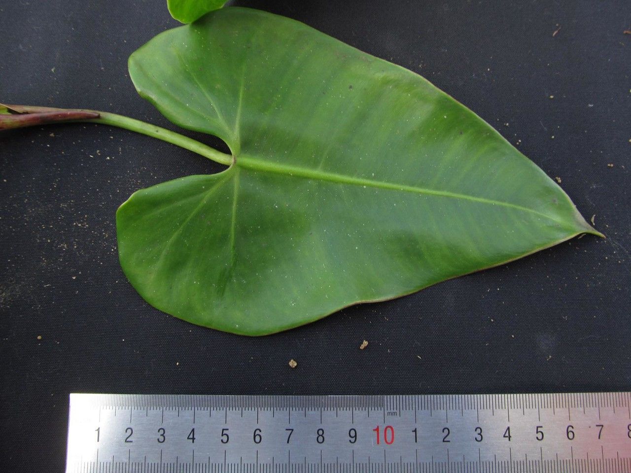 Philodendron purpureoviride other