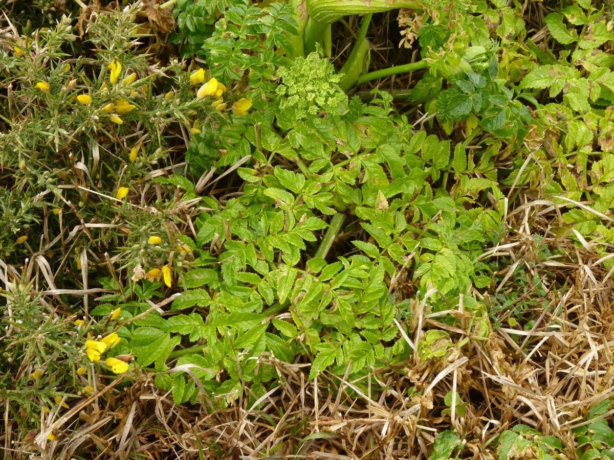 Angelica pachycarpa habit