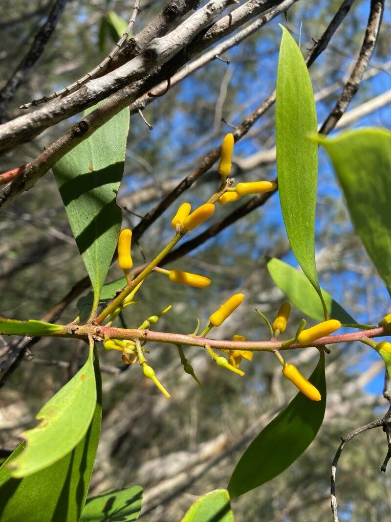 Persoonia levis flower