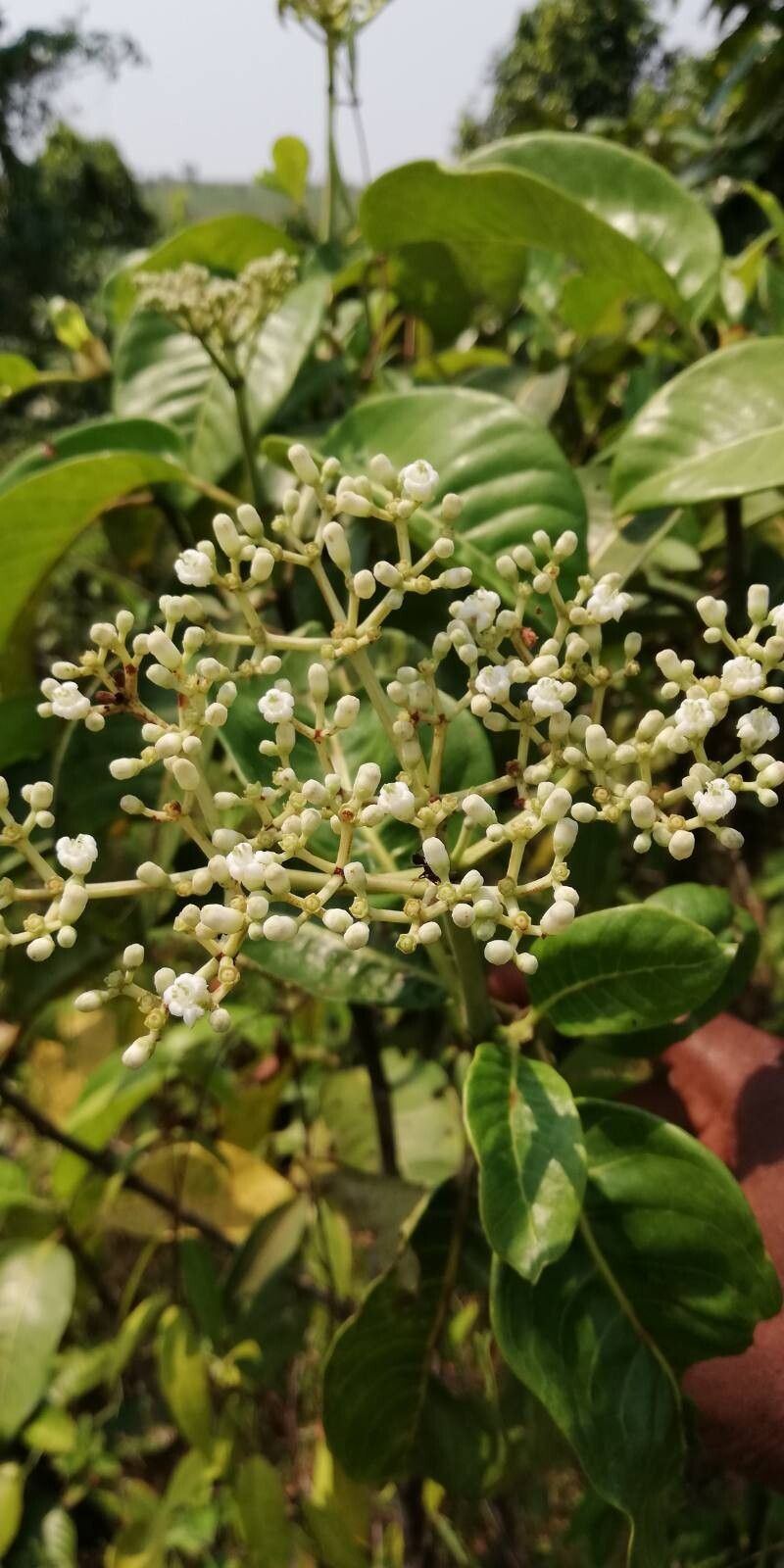 Psychotria venosa flower