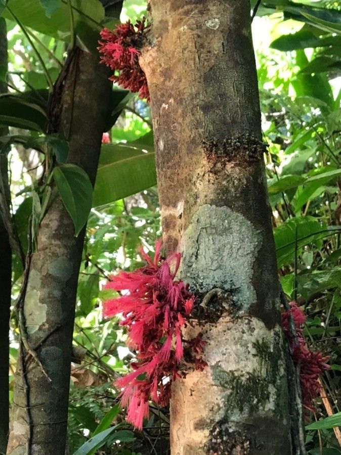 Amyema artensis — related species from the same genus