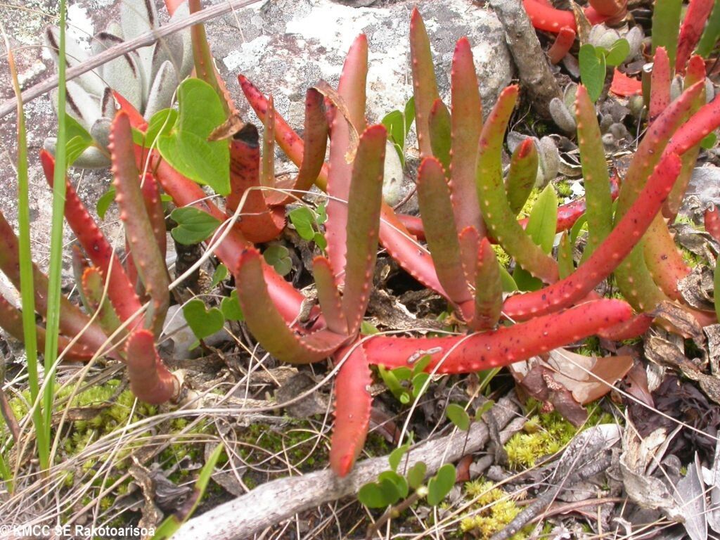 Aloe hoffmannii — houseplant care guide