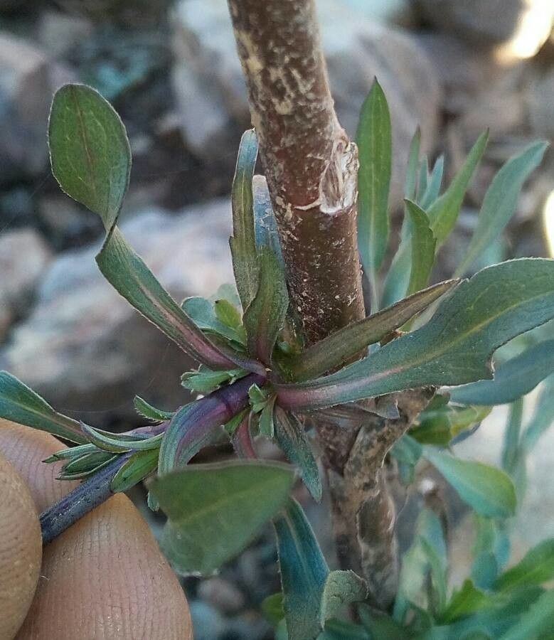 Symphyotrichum squamatum leaf