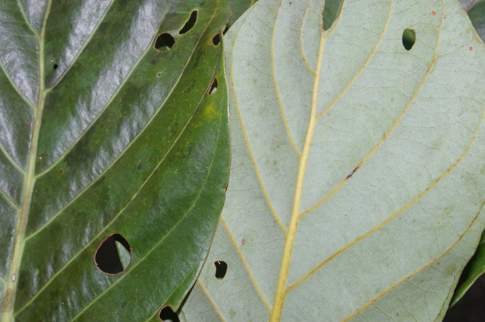 Beilschmiedia alloiophylla — related species from the same genus