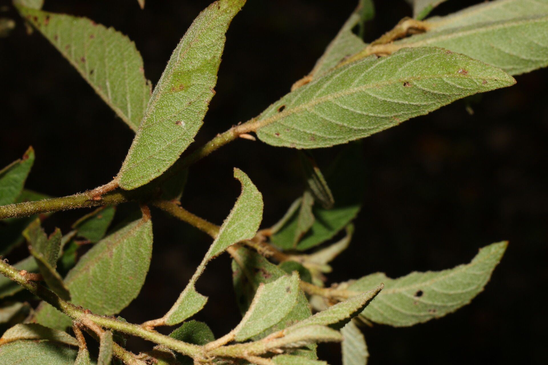Croton jutiapensis fruit
