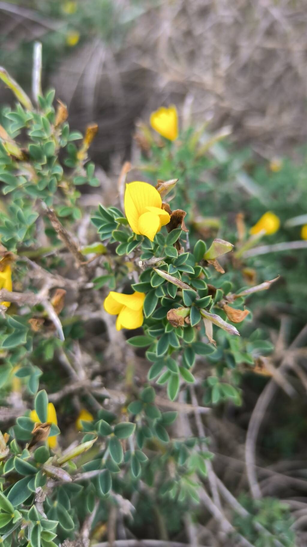 Cytisus intermedius flower