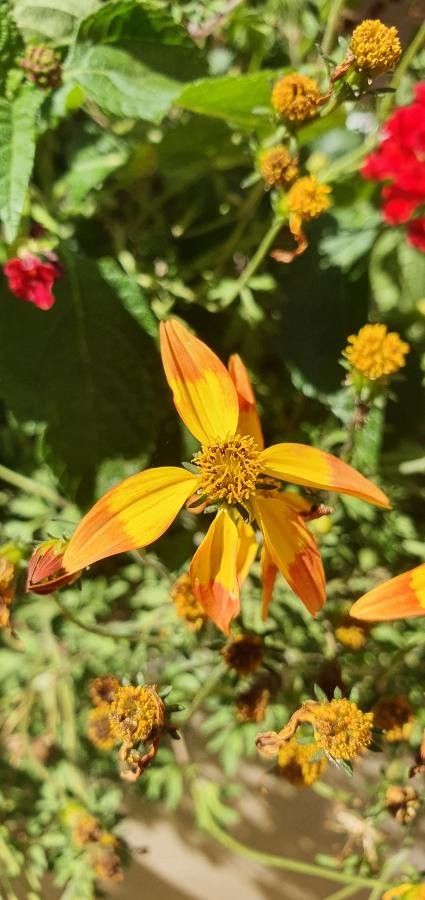 Verbesina helianthoides — houseplant care guide