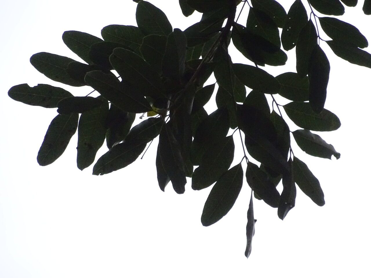 Khaya senegalensis leaf