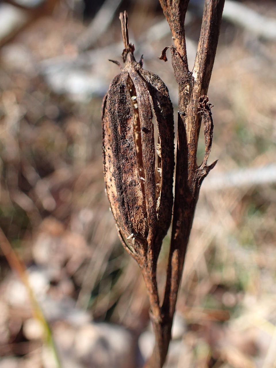 Cephalanthera damasonium fruit