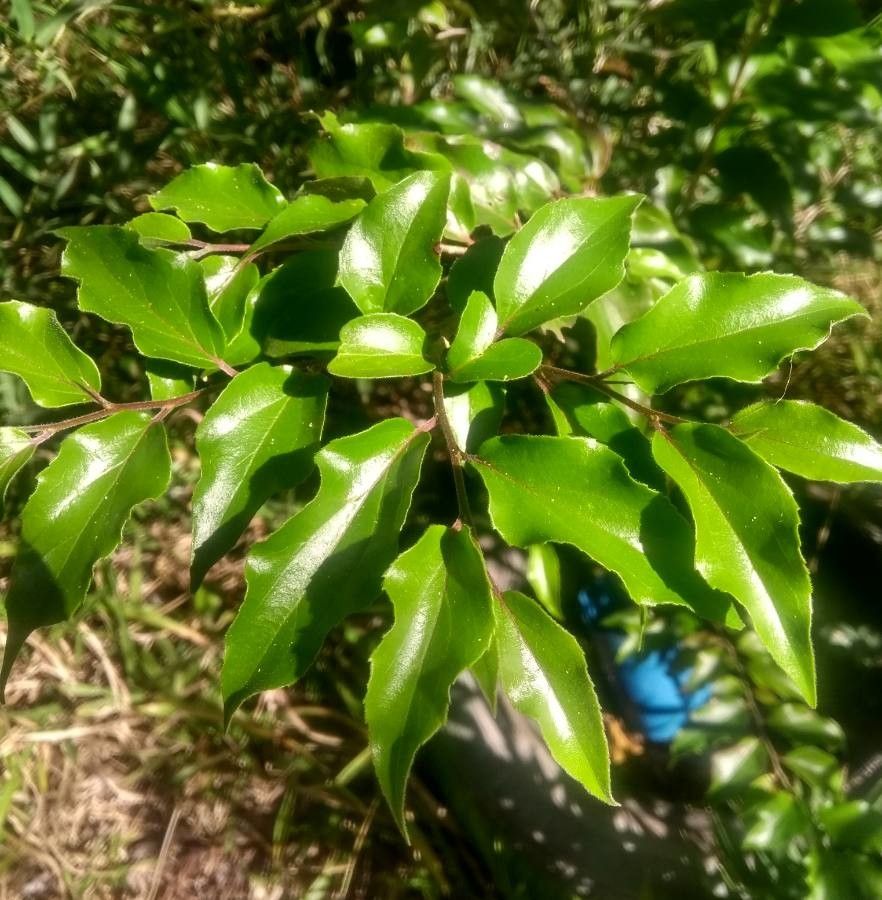 Eugenia candolleana — search result for 'Eugenia'