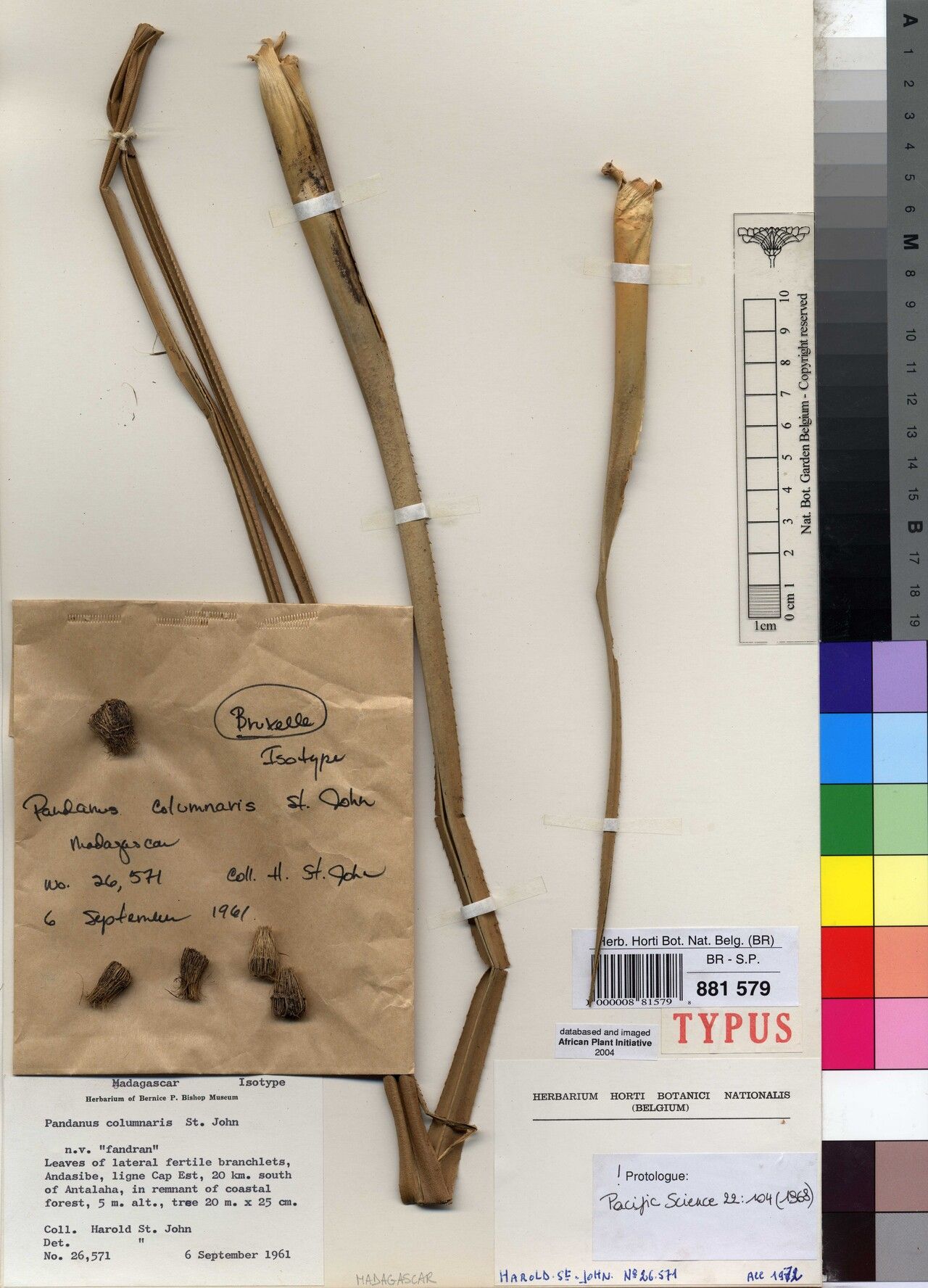 Pandanus columnaris — houseplant care guide