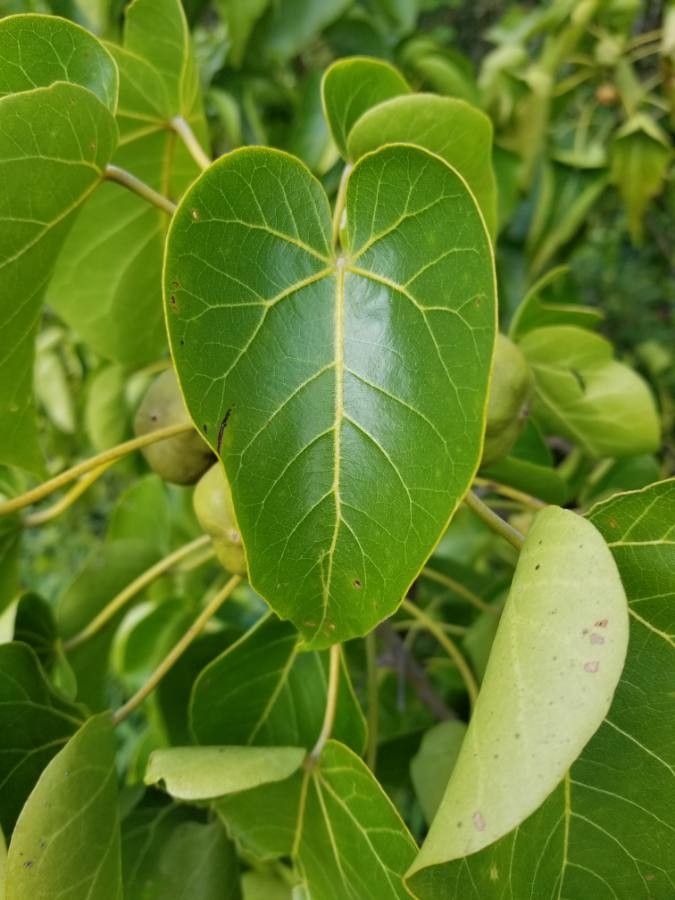 Thespesia populnea — search result for 'Malvaceae'