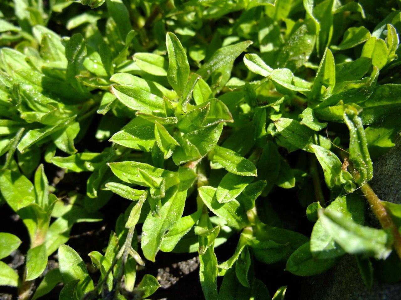 Myosotis rehsteineri habit