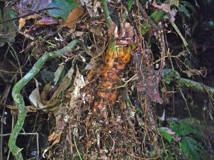 Asplundia longitepala bark