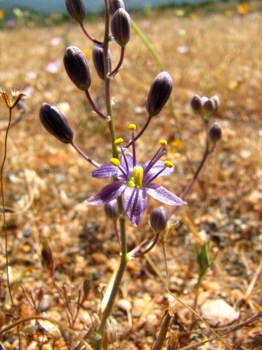 Chlorogalum purpureum flower