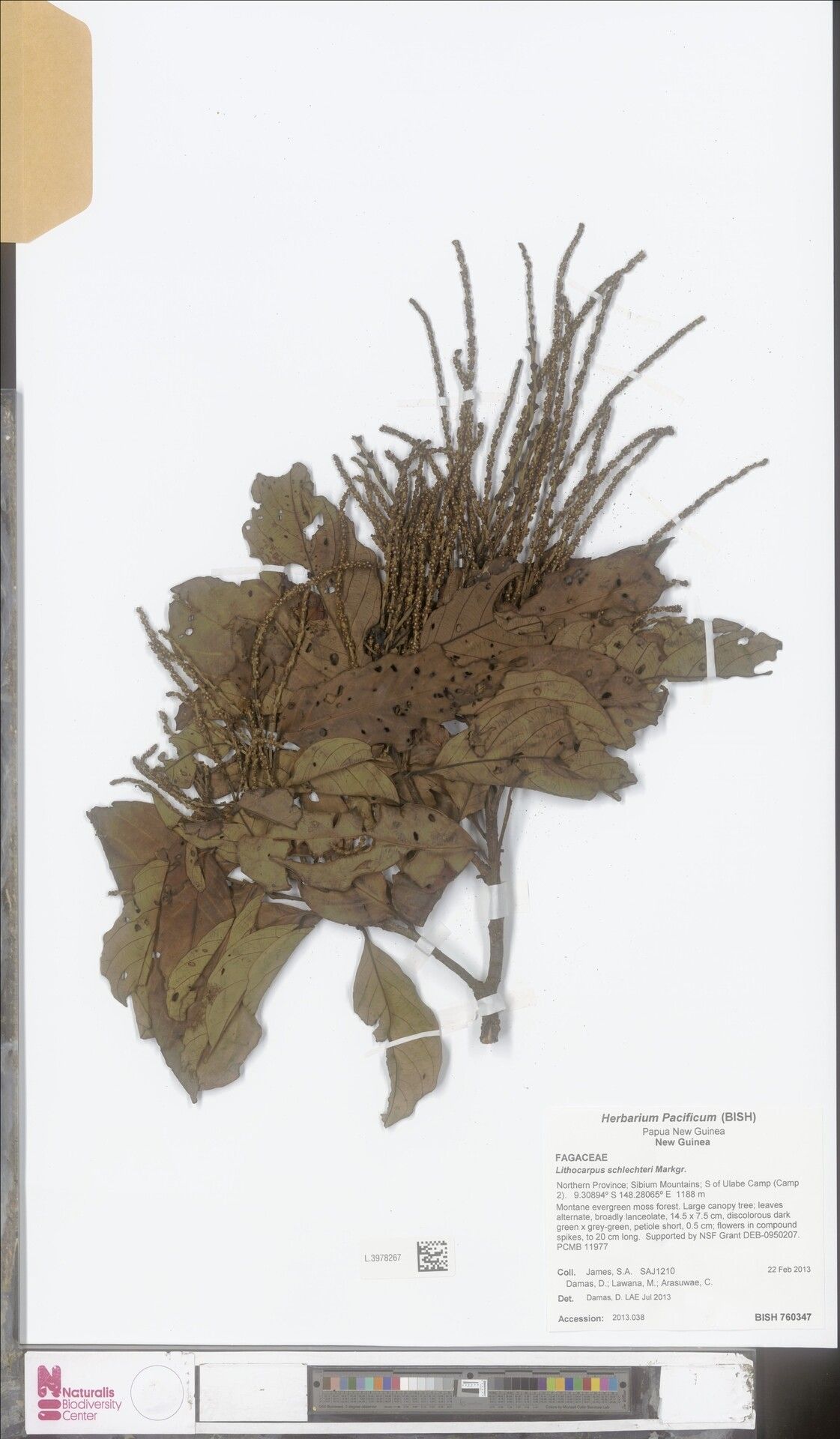 Lithocarpus imperialis — search result for 'Lithocarpus'