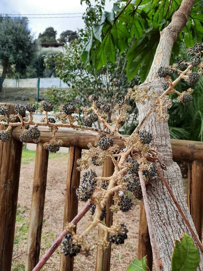 Tetrapanax papyrifer fruit