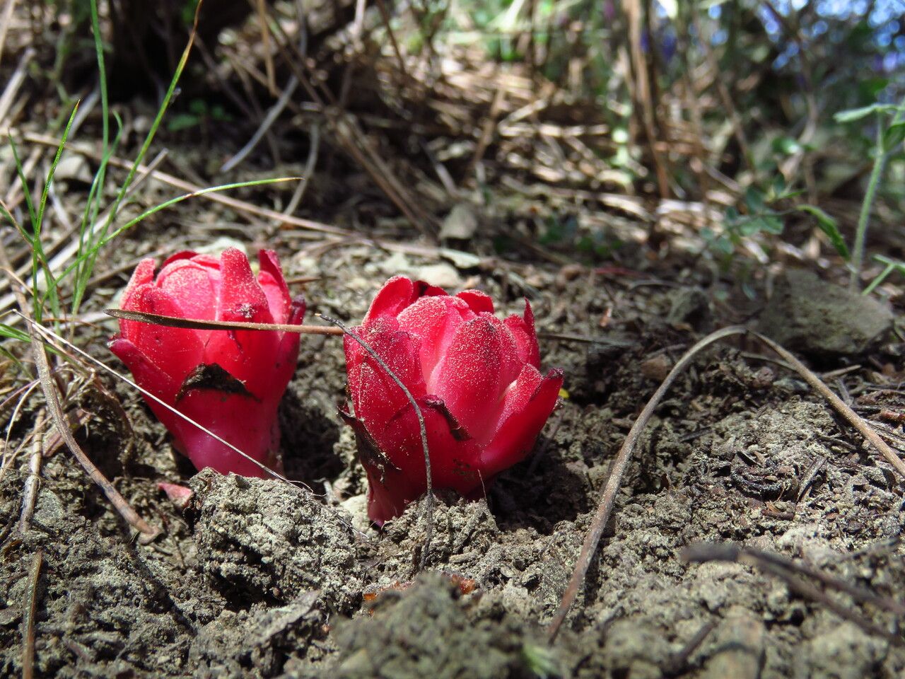 Cytinus hypocistis — houseplant care guide