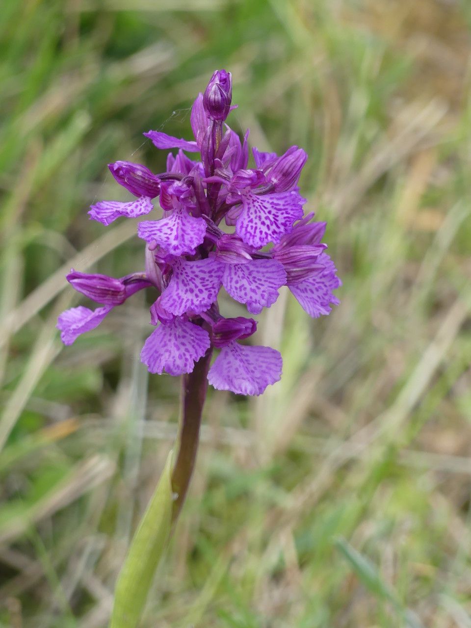 Anacamptis × gennarii flower