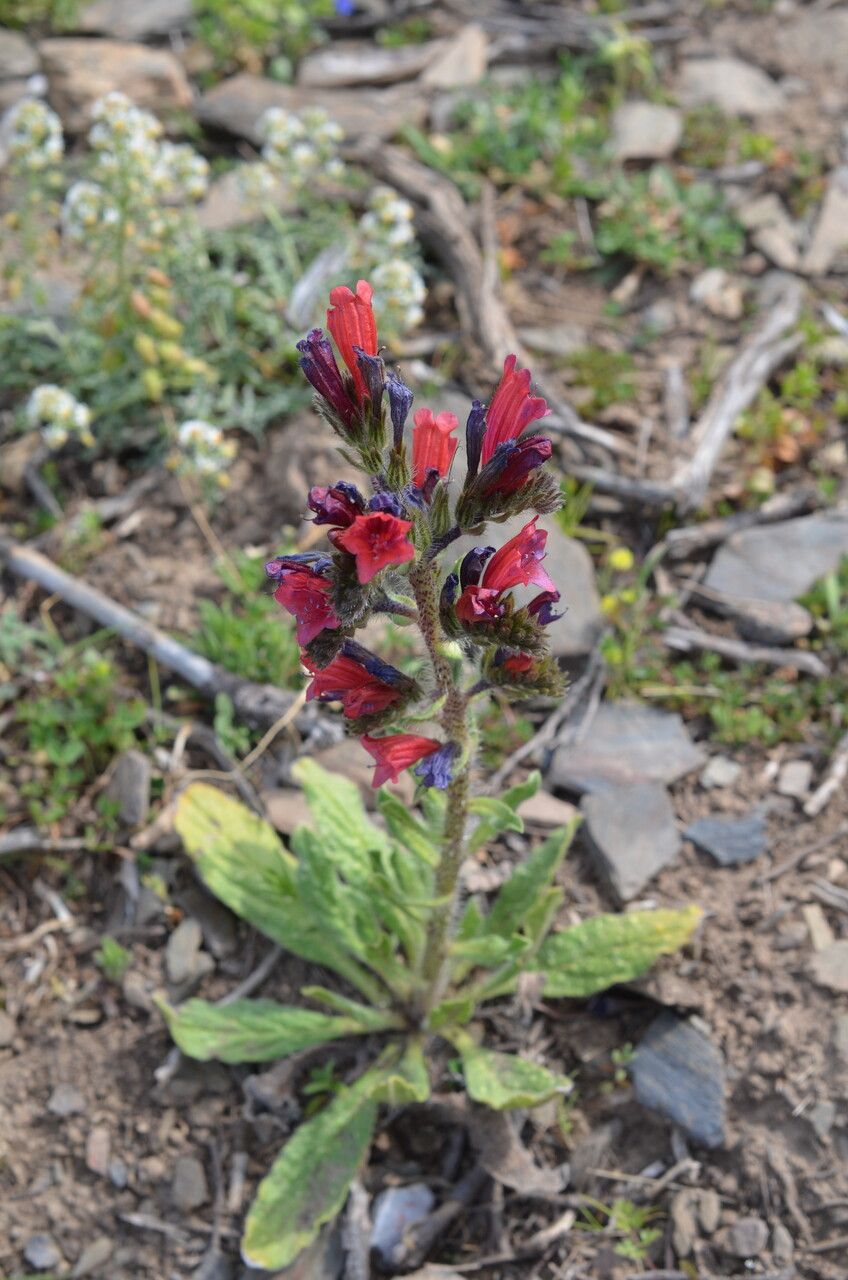 Echium creticum flower