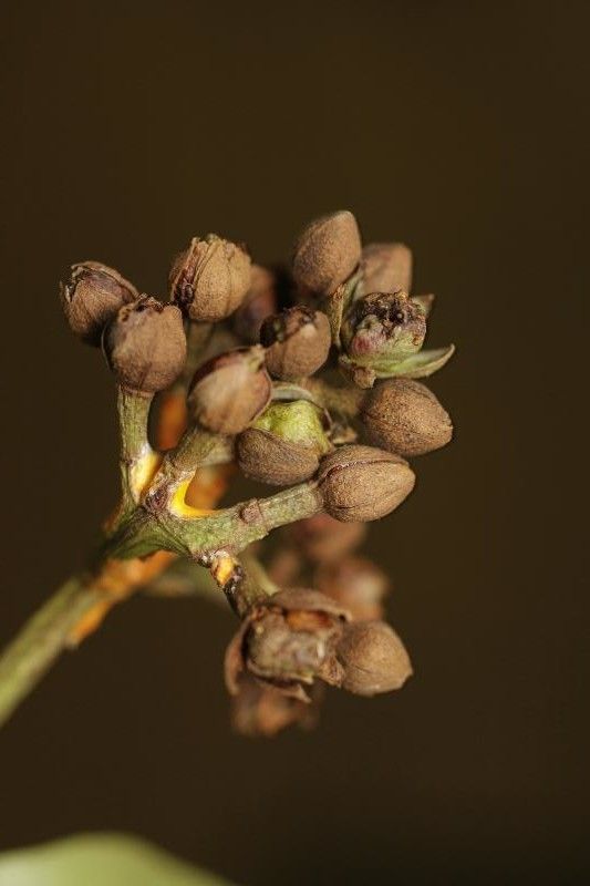 Vismia sessilifolia flower