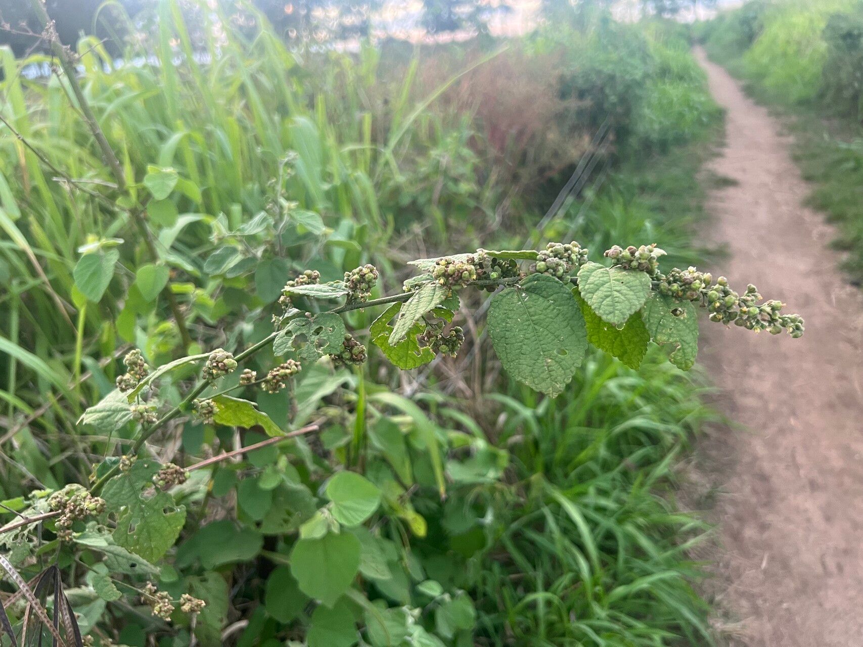 Sidastrum micranthum habit