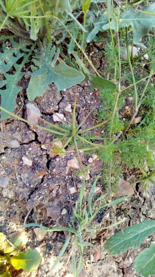 Scandix australis fruit