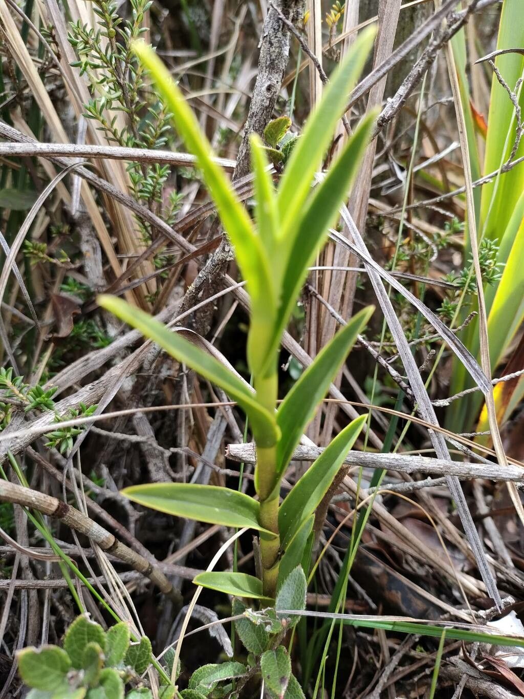 Epidendrum zipaquiranum — search result for 'Epidendrum'