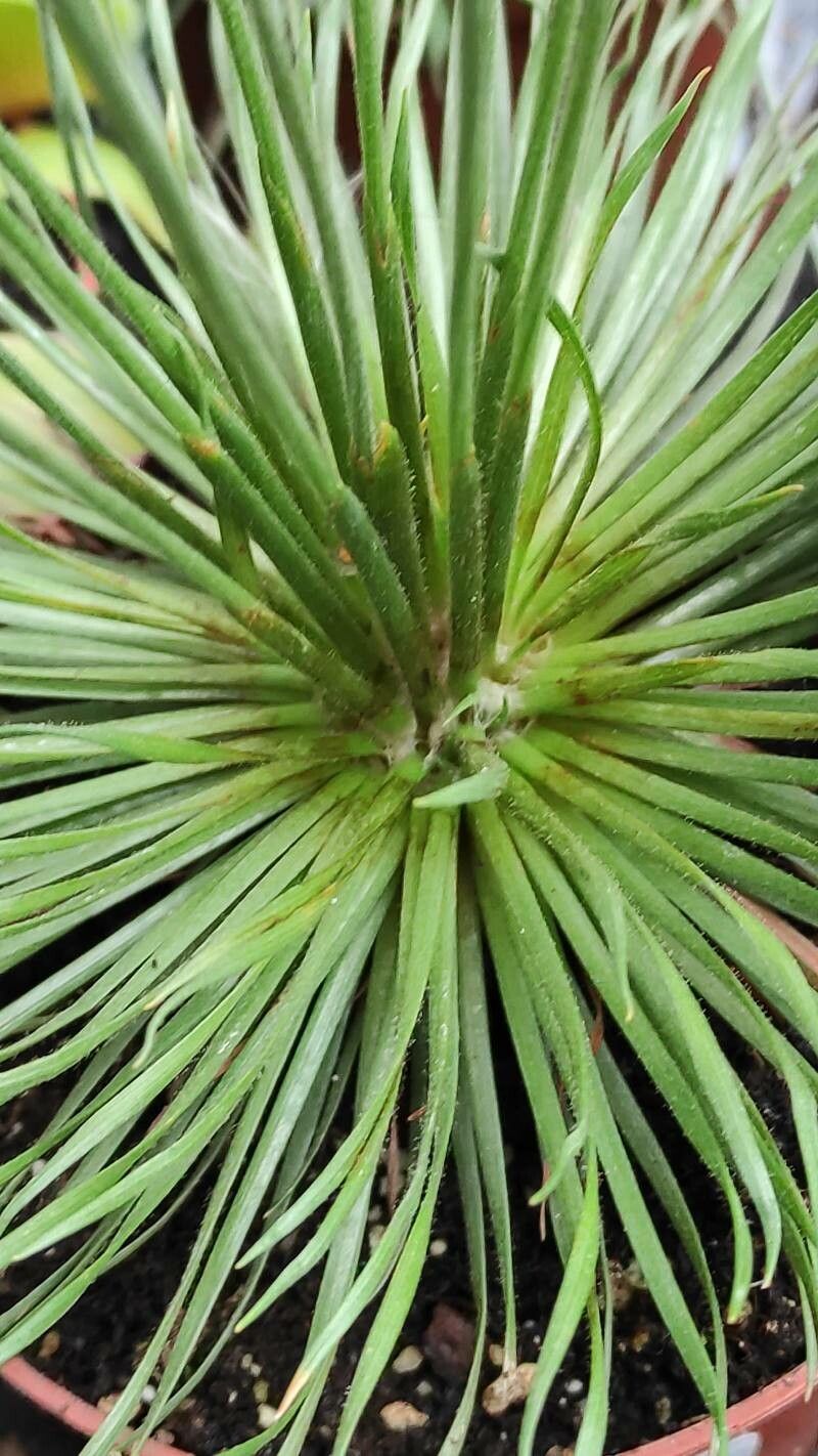 Syngonanthus flavidulus leaf