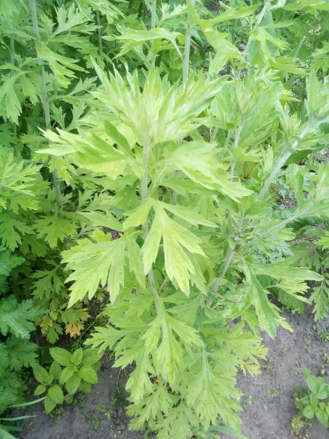 Artemisia argyi