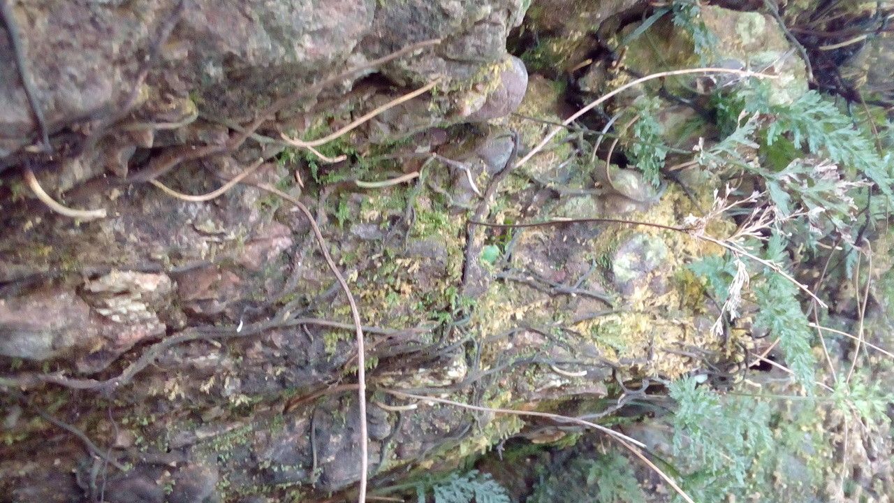 Vandenboschia speciosa bark