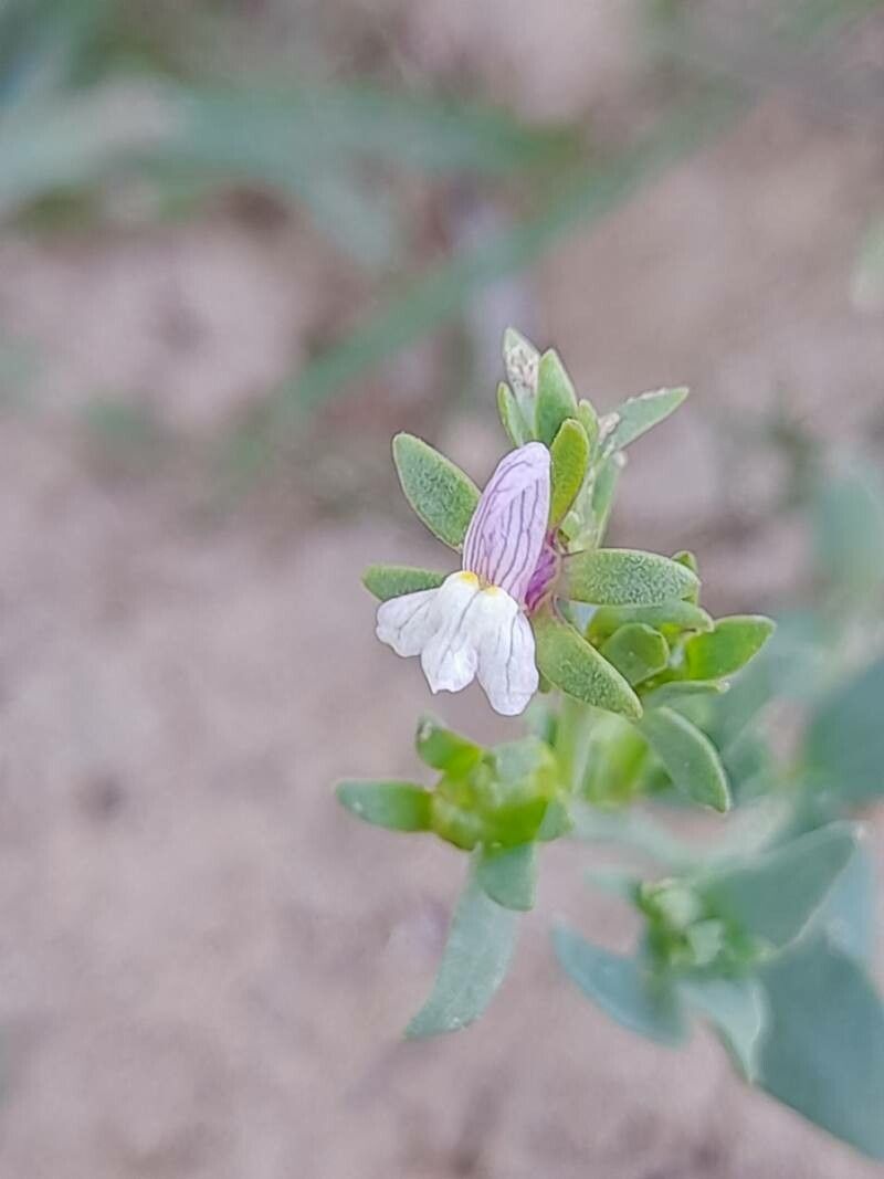 Linaria albifrons flower