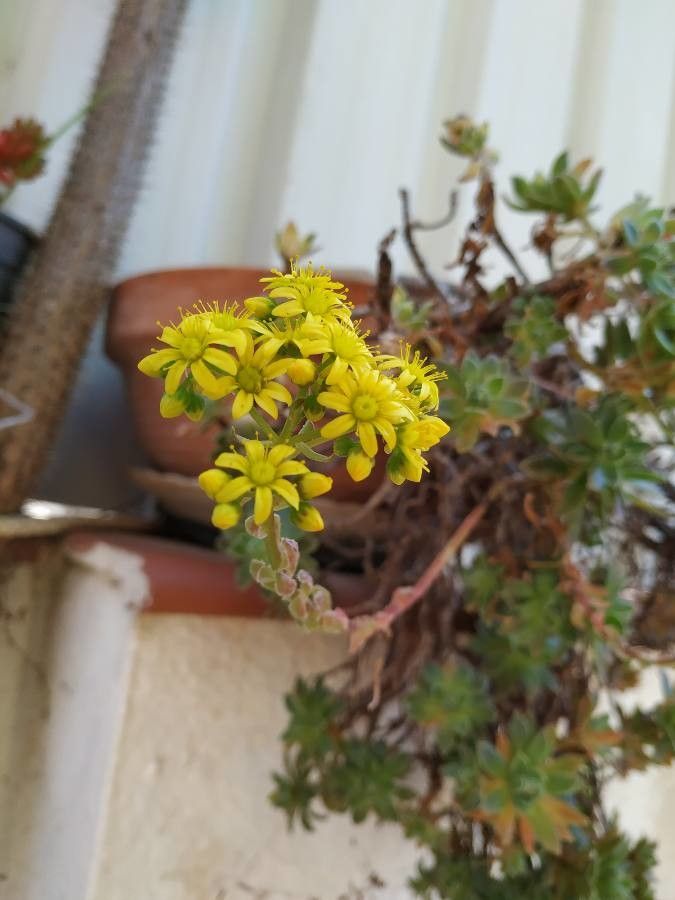 Aeonium simsii flower
