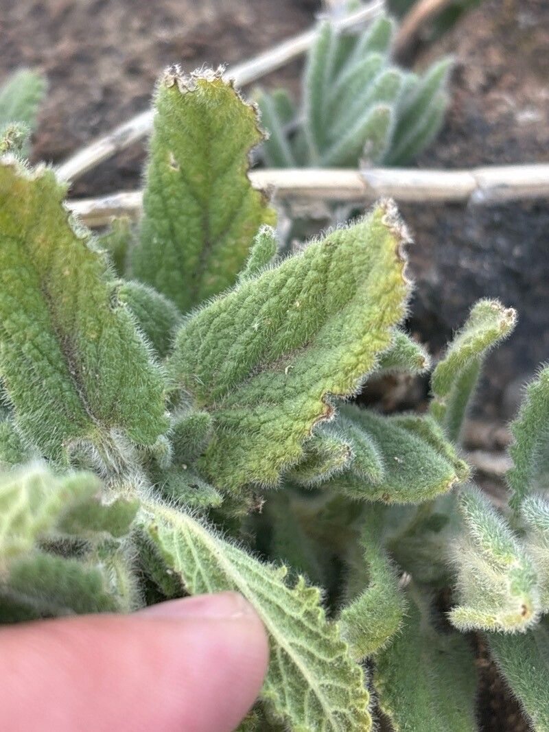 Nepeta teydea leaf
