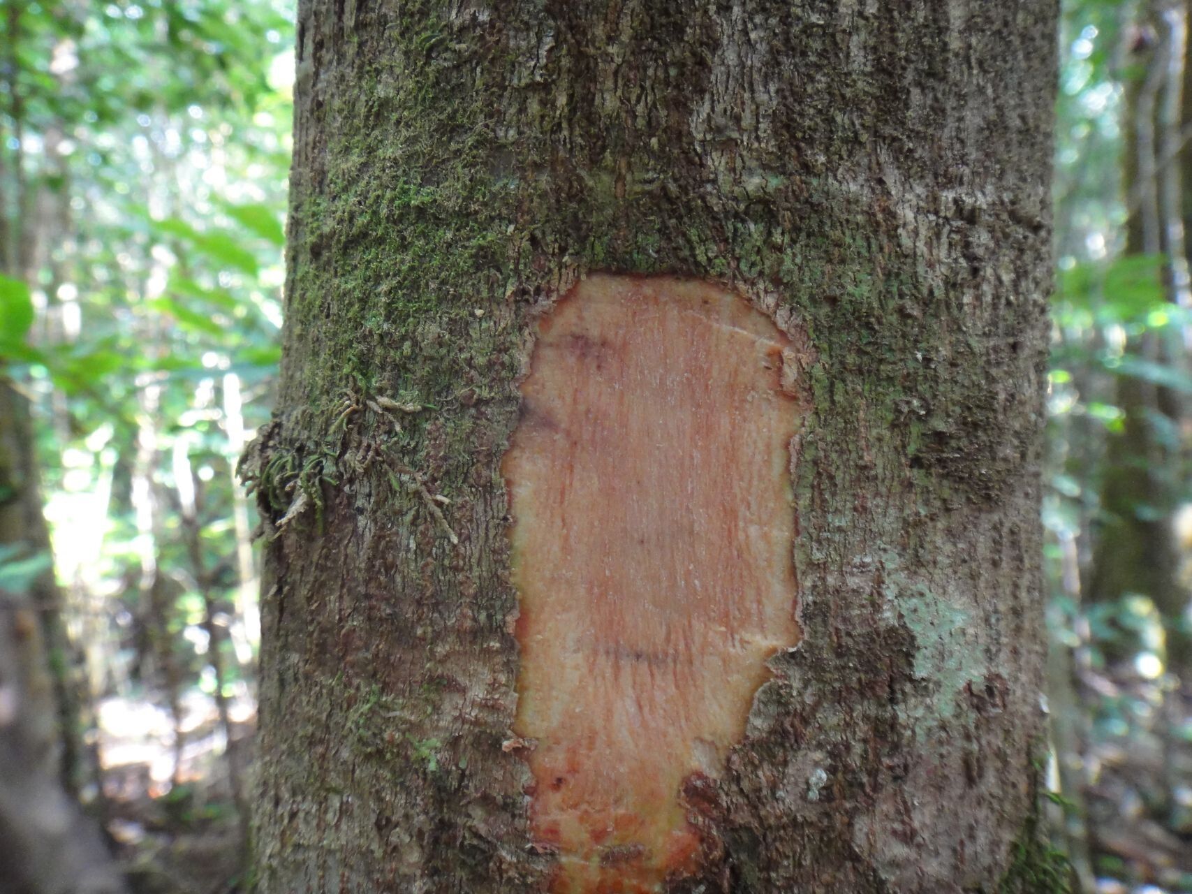 Pterophylla serrata bark