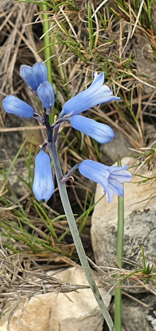 Brimeura amethystina flower