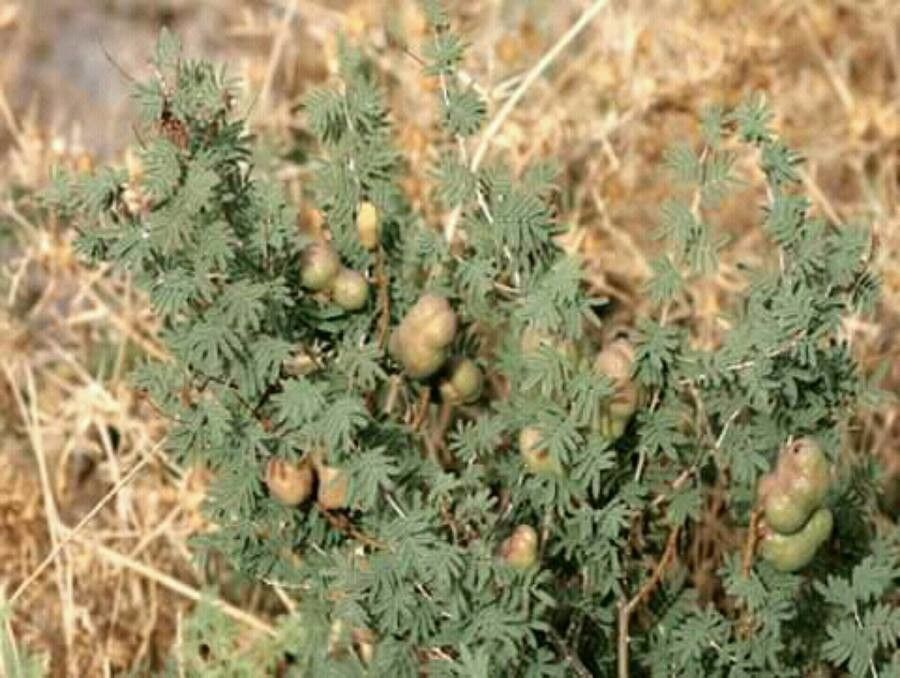 Prosopis farcta leaf