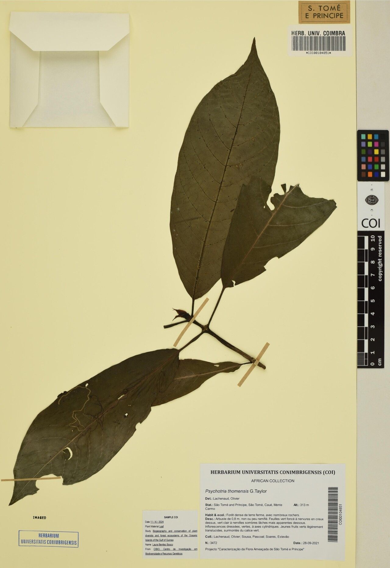 Psychotria thomensis — houseplant care guide