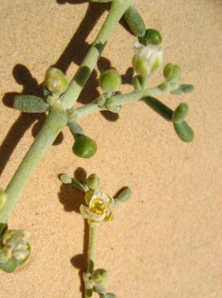 Tetraena alba flower