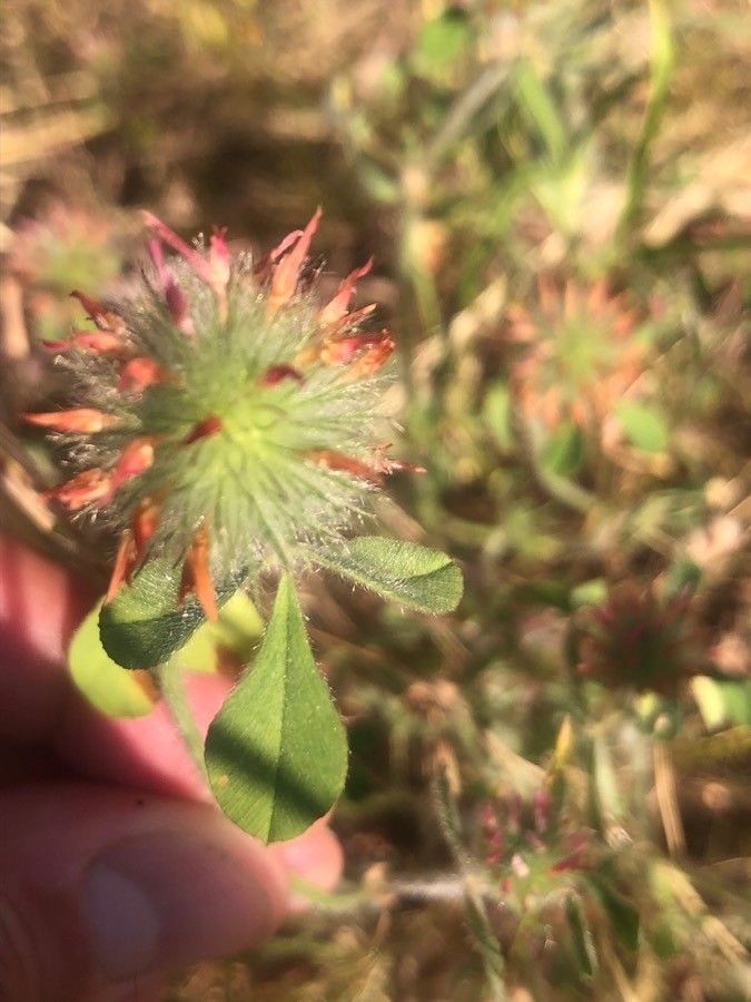 Trifolium hirtum — search result for 'Trifolium'