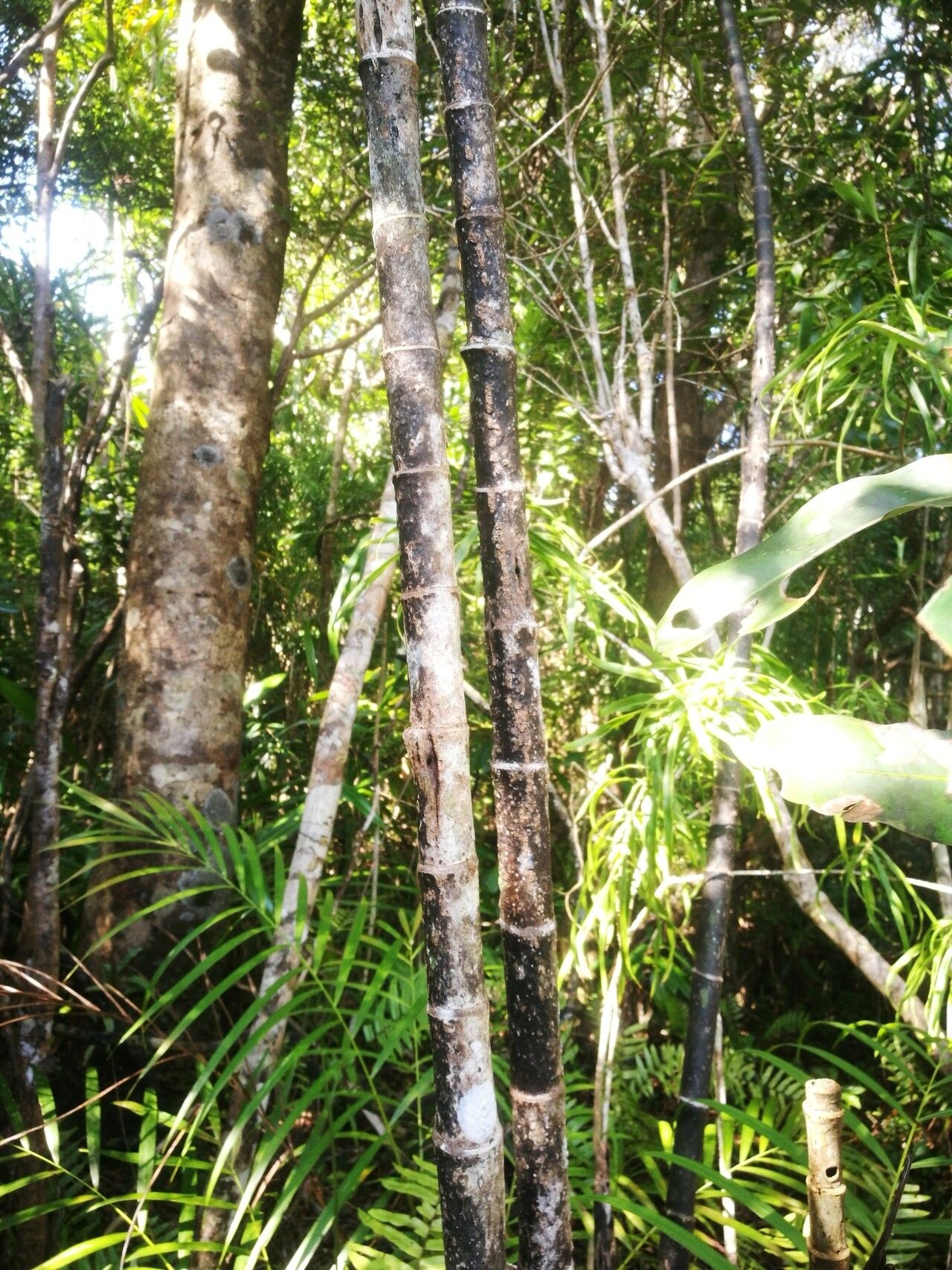 Dypsis psammophila bark