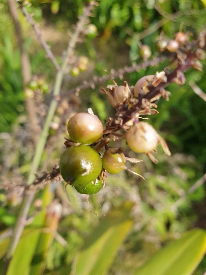 Cordyline stricta fruit