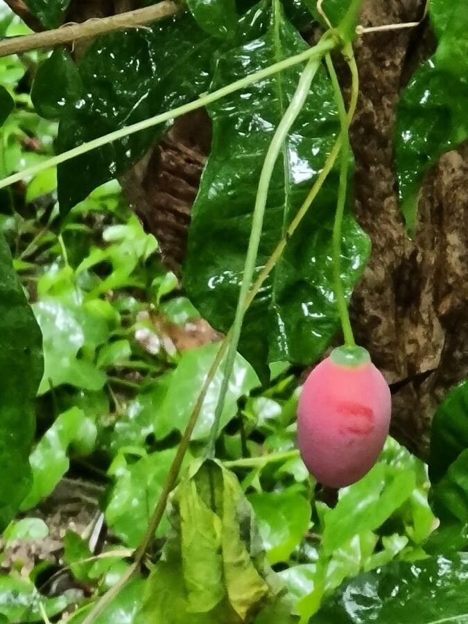 Coccinia grandis fruit