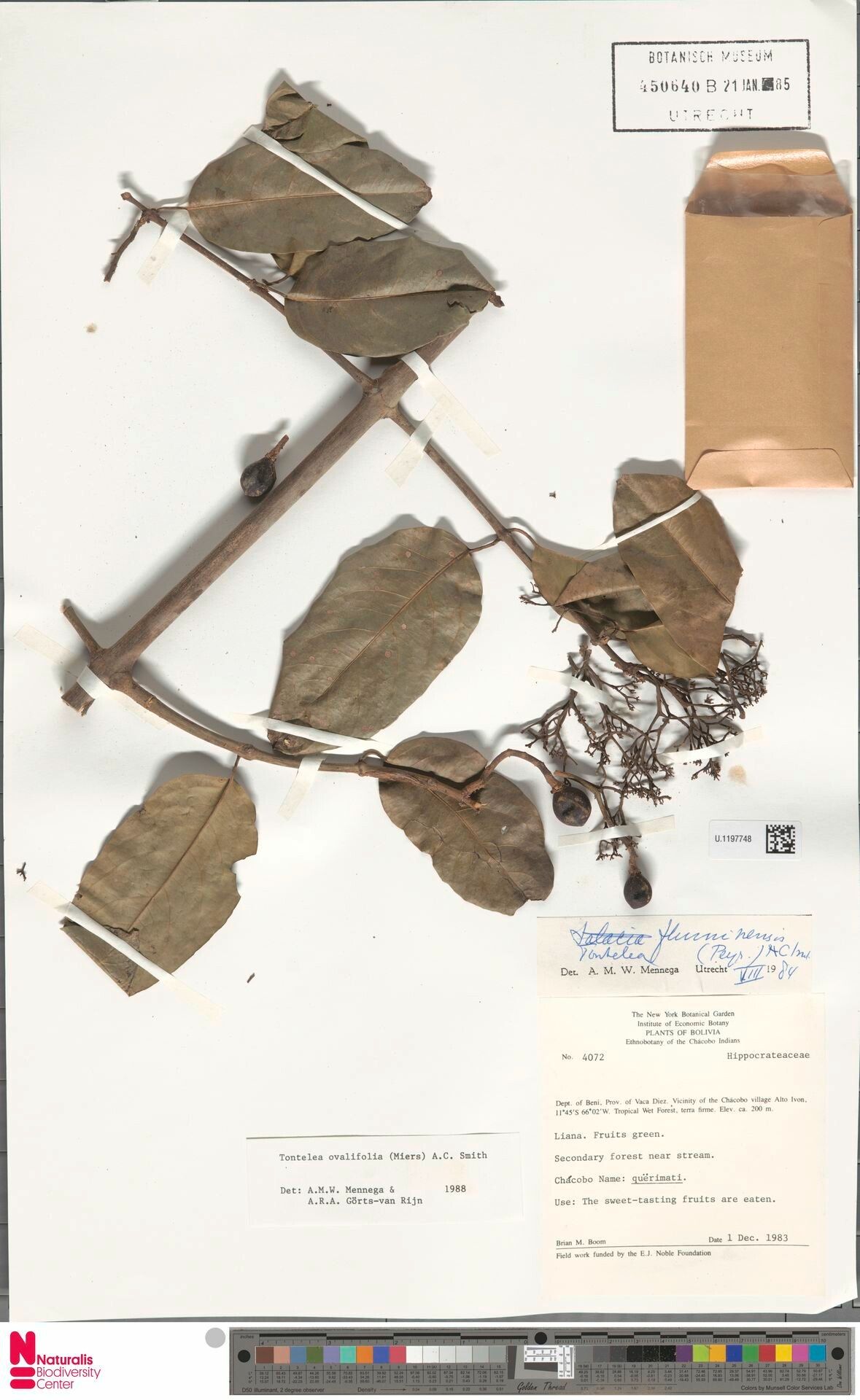 Tontelea passiflora fruit